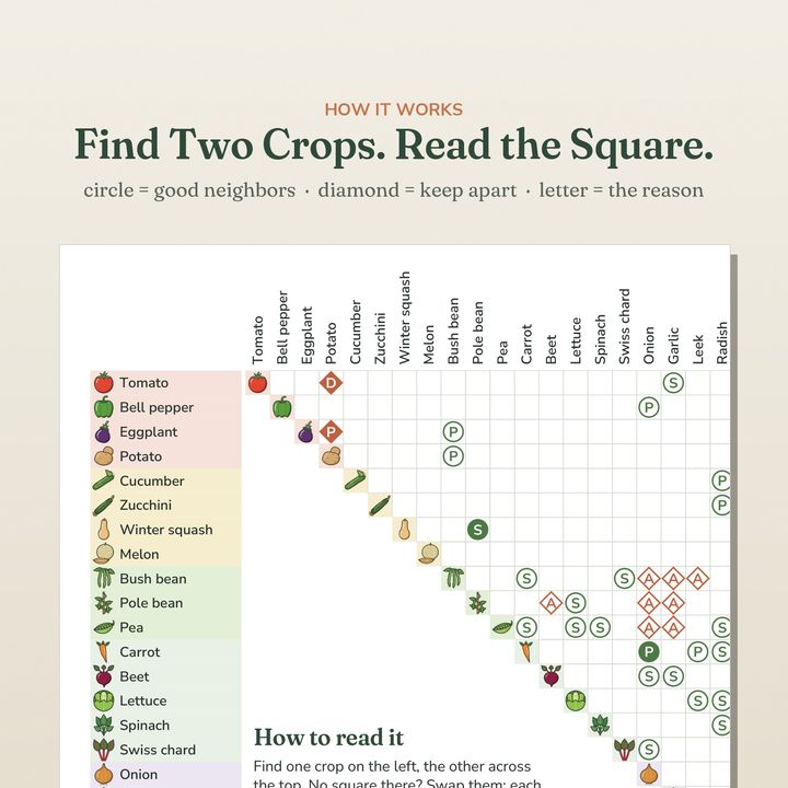 A page from inside Companion Planting Chart