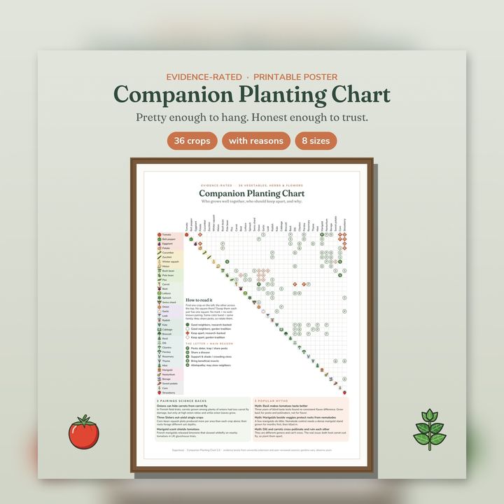 Companion planting chart poster with good and bad neighbors