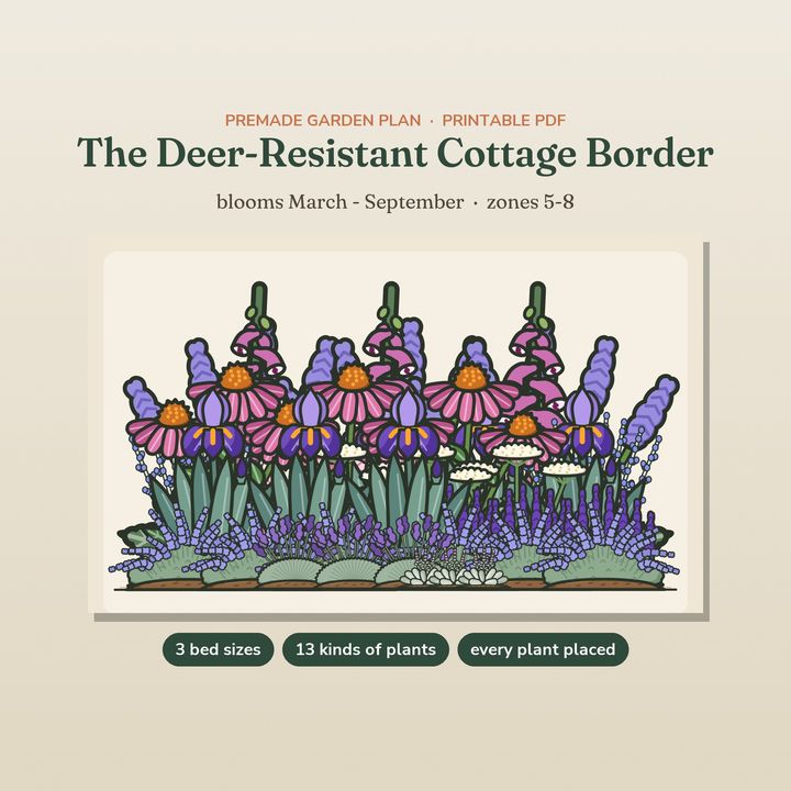 The Deer-Resistant Cottage Border garden plan with an illustrated cottage bed