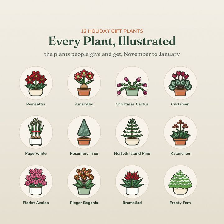 A page from inside Holiday Plant Care Cards