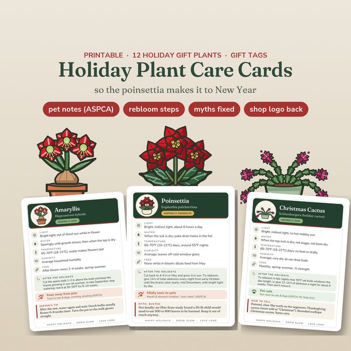 Holiday plant care cards for poinsettia, amaryllis and Christmas cactus