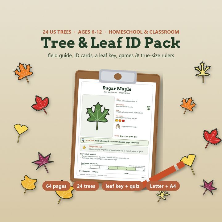 Tree and leaf identification pack with a sugar maple field guide page