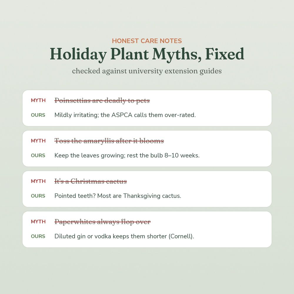 Holiday plant myths corrected on Sagestead care cards, including the myth that poinsettias are deadly