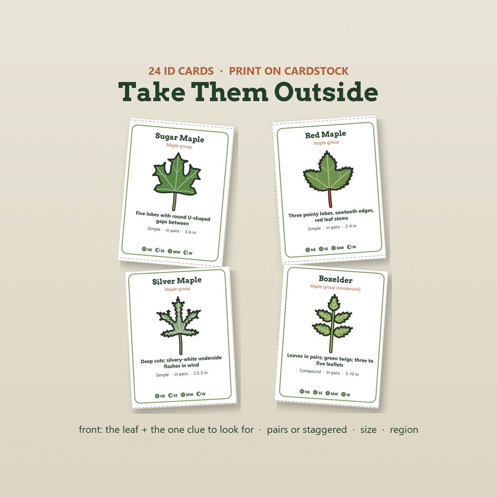 Sagestead tree ID cards for sugar maple, red maple, silver maple and boxelder, each showing the leaf and the one clue to look for