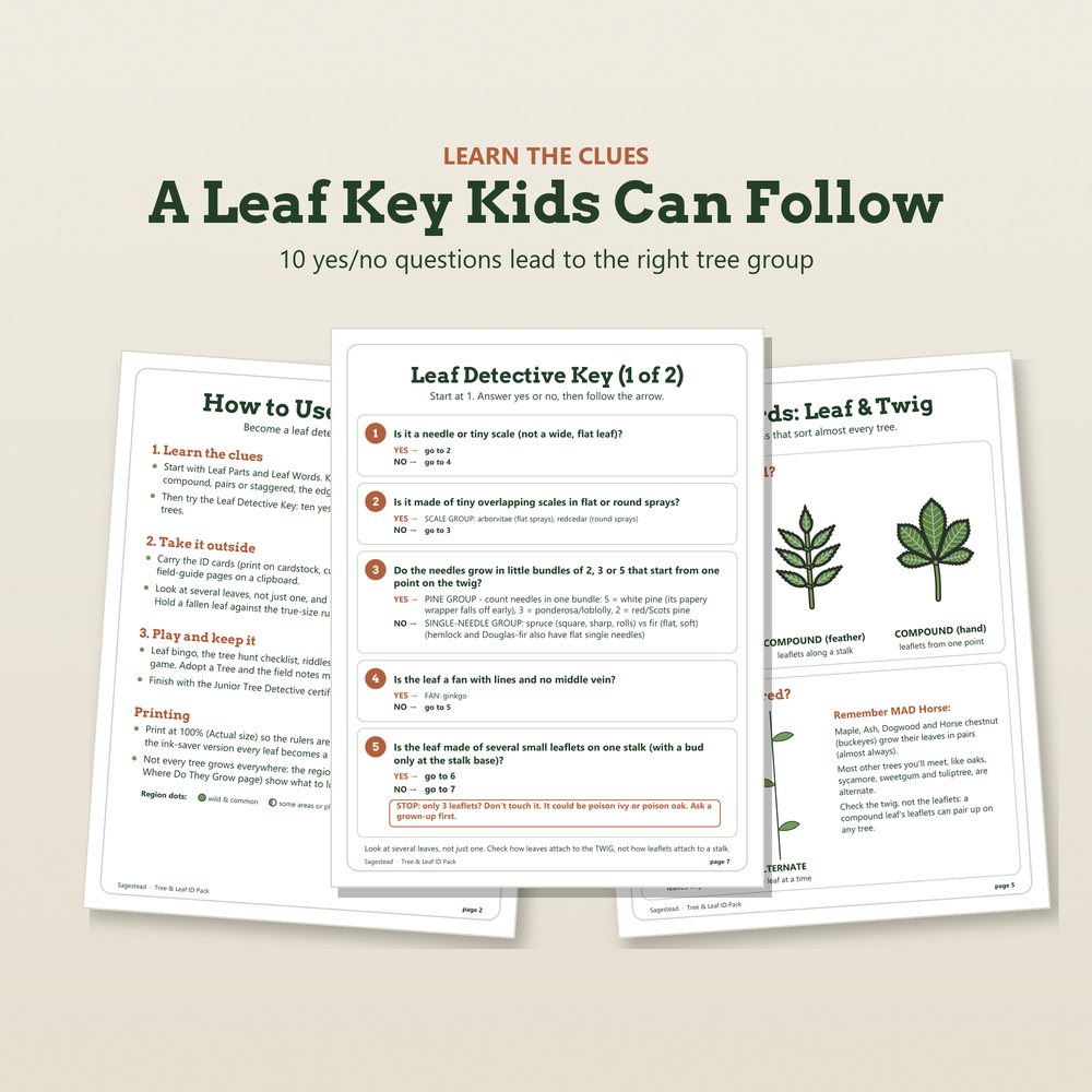 The Sagestead Leaf Detective Key: ten yes-or-no questions that lead kids to the right tree group