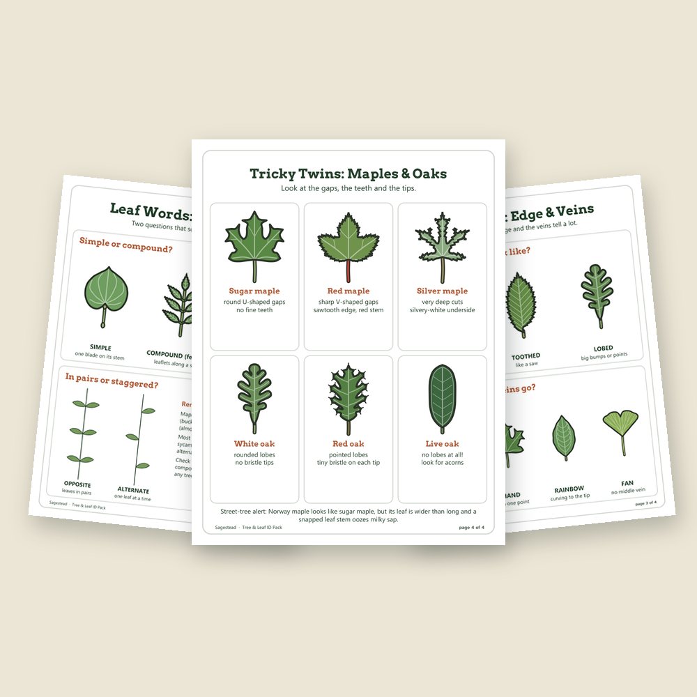 The free leaf ID cheat sheet: Leaf Words pages for simple or compound, pairs or staggered, edges and veins, and a Tricky Twins page for maples and oaks